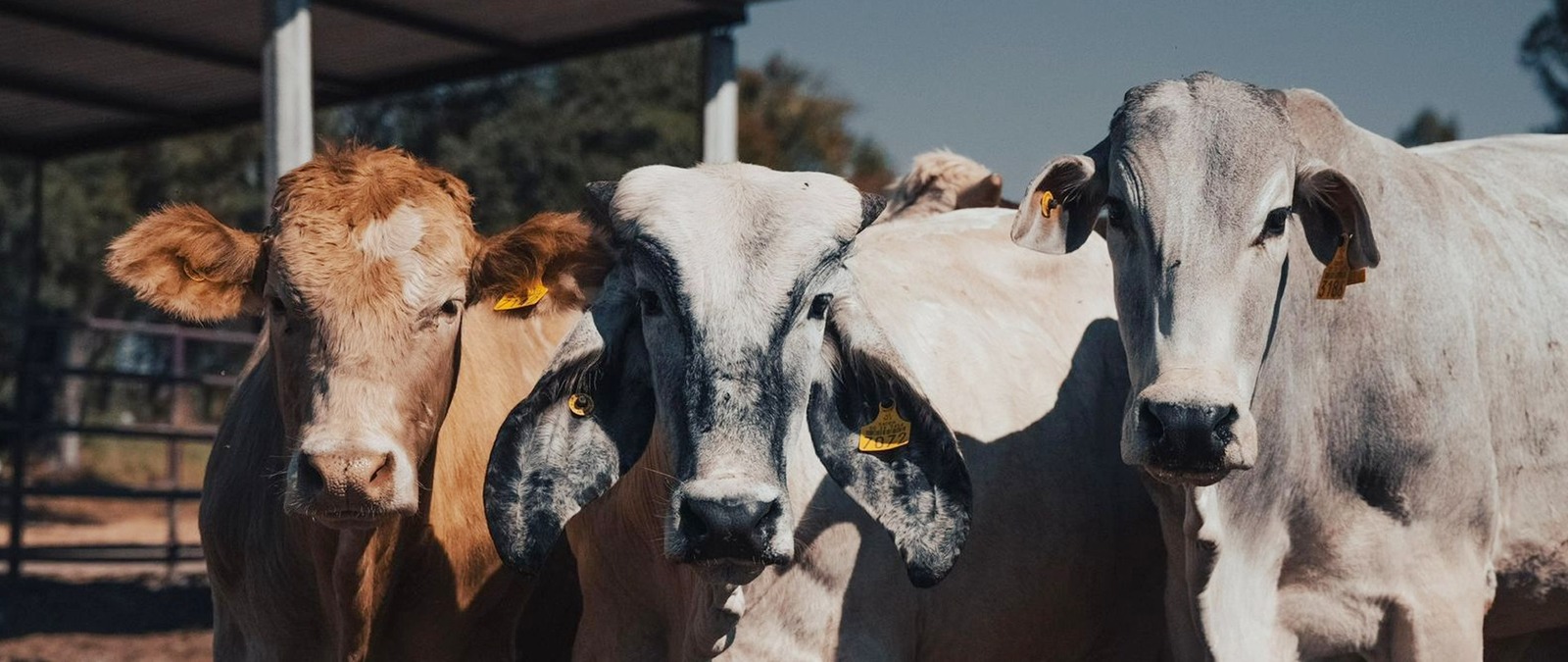 Detienen temporalmente envíos de ganado de Sonora a EU por sospecha de fiebre aftosa
