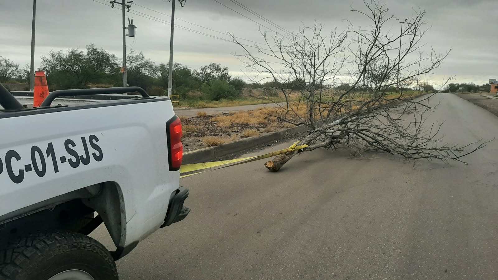 Fuertes vientos por frente frío derriban árbol en San Juan de Sabinas
