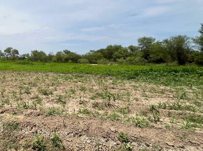 Las precipitaciones registradas durante el presente año han favorecido las actividades agrícolas y ganaderas de la Región Centro, con mejores condiciones