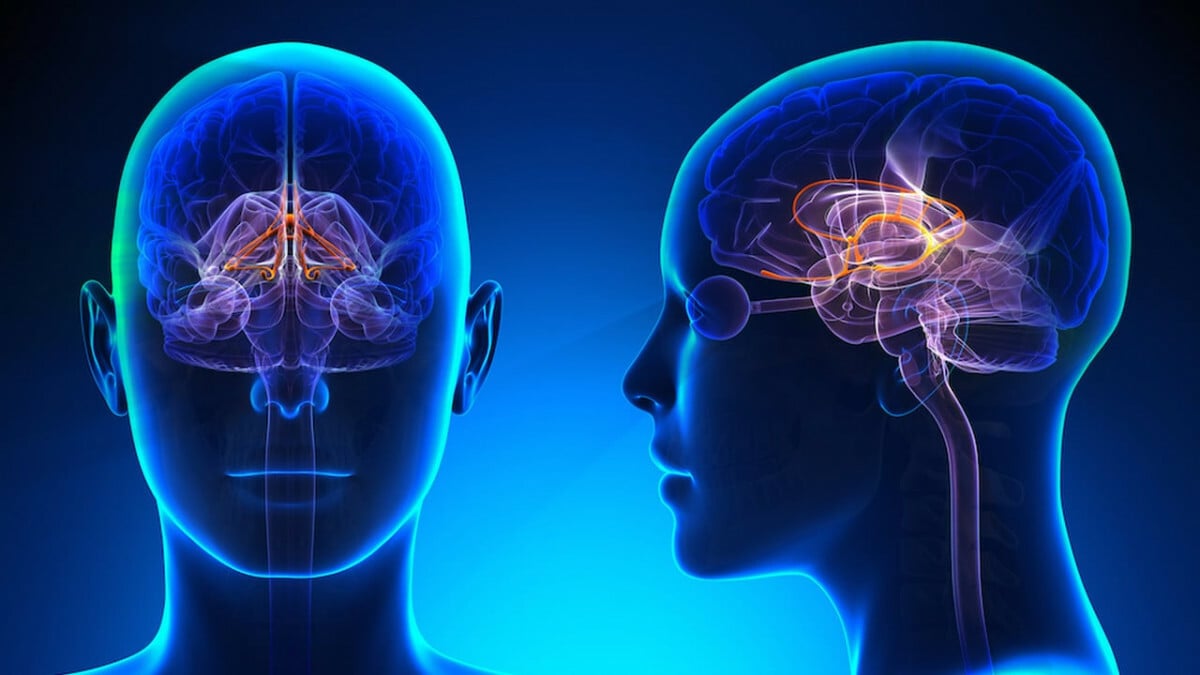 Neurocientífico prevé conectar el cerebro con celulares en una década