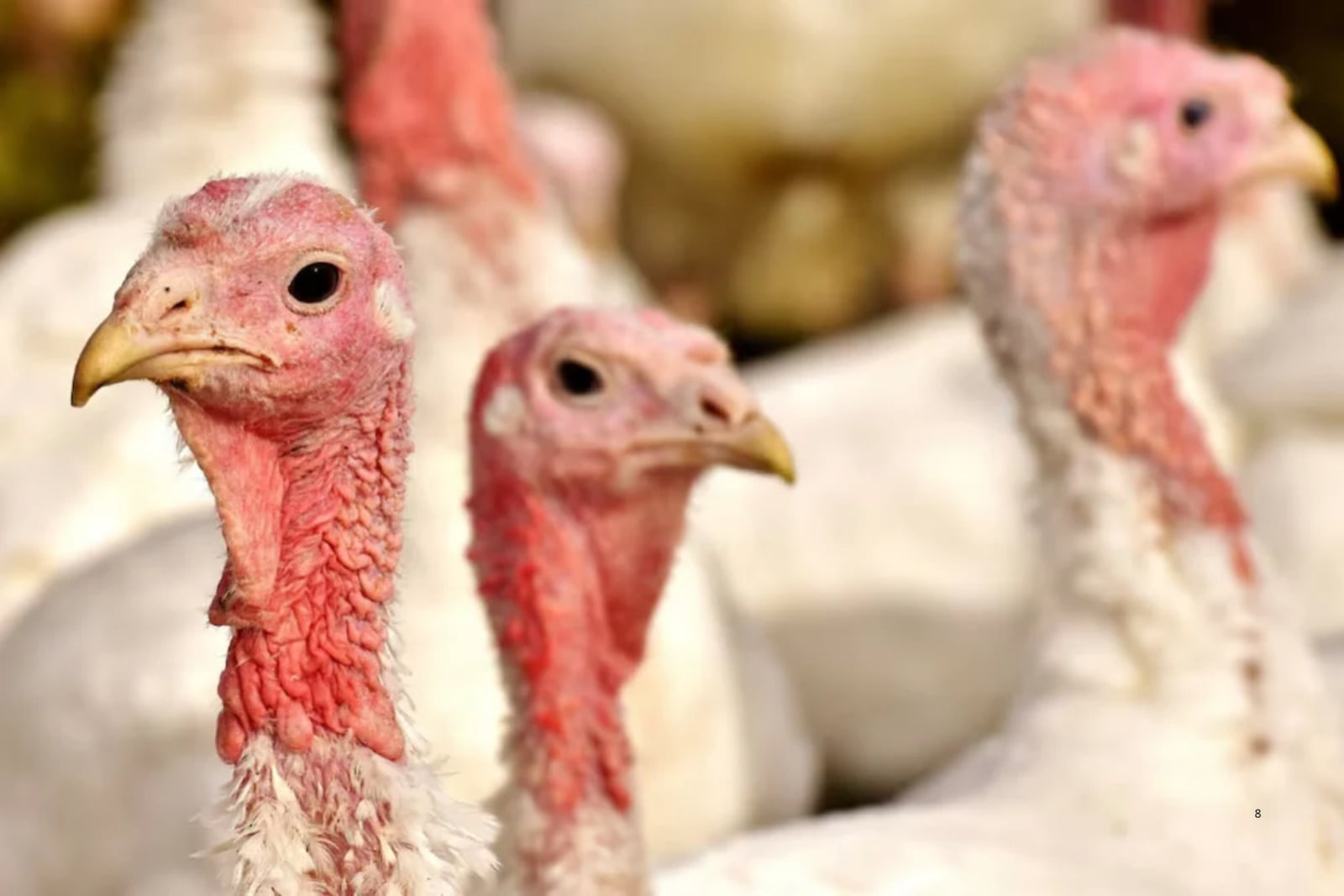 Brasil detecta virus de Newcastle en granja comercial de pavos