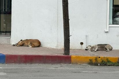 Aumenta más de 50% la cultura de esterilización animal en Monclova