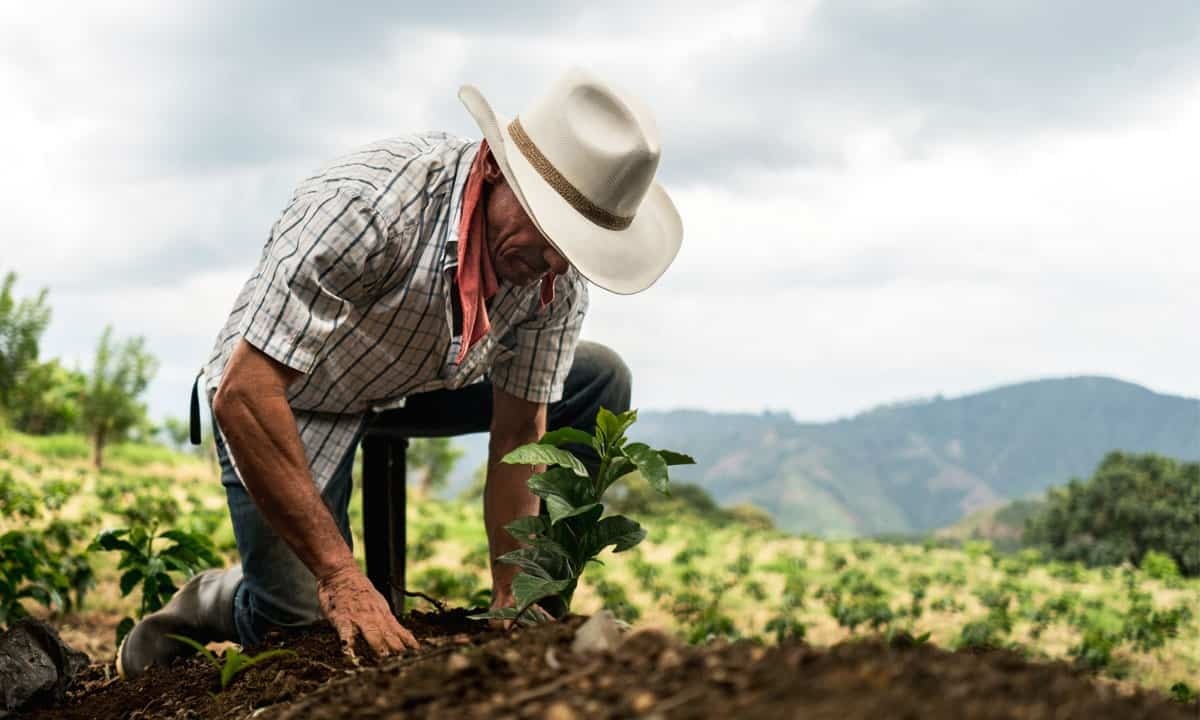 Sembrando Vida busca elevar cosechas en Cuba hasta 80%