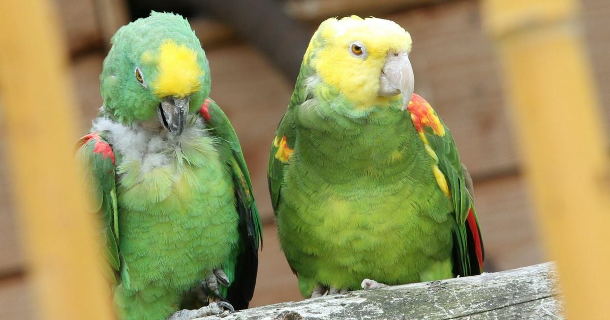 Profepa asegura loros en peligro de extinción tras denuncias ciudadanas