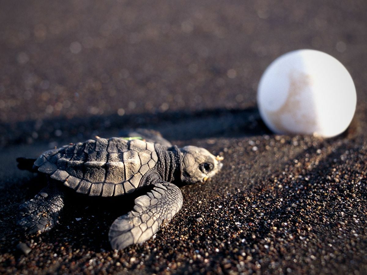  Rescataron huevos de tortuga en Nayarit y 98 crías lograron llegar al mar