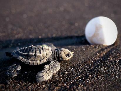  Rescataron huevos de tortuga en Nayarit y 98 crías lograron llegar al mar