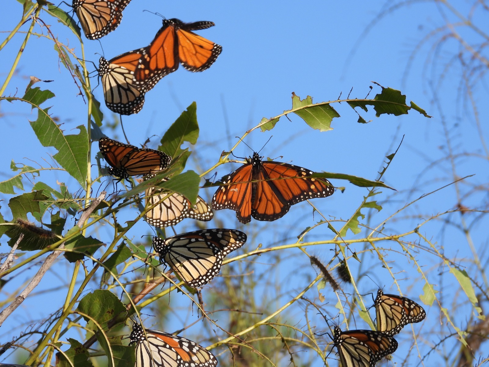 Mariposa Monarca Mariposa Monarca