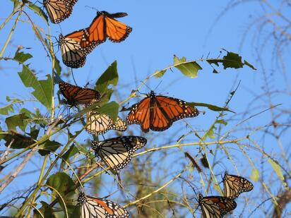 MARIPOSA MONARCA Investigadores colocan transmisores a ejemplares migratorios para rastrear sus movimientos y conocer cómo encuentran su camino al sur.  Más de 6 mil mariposas