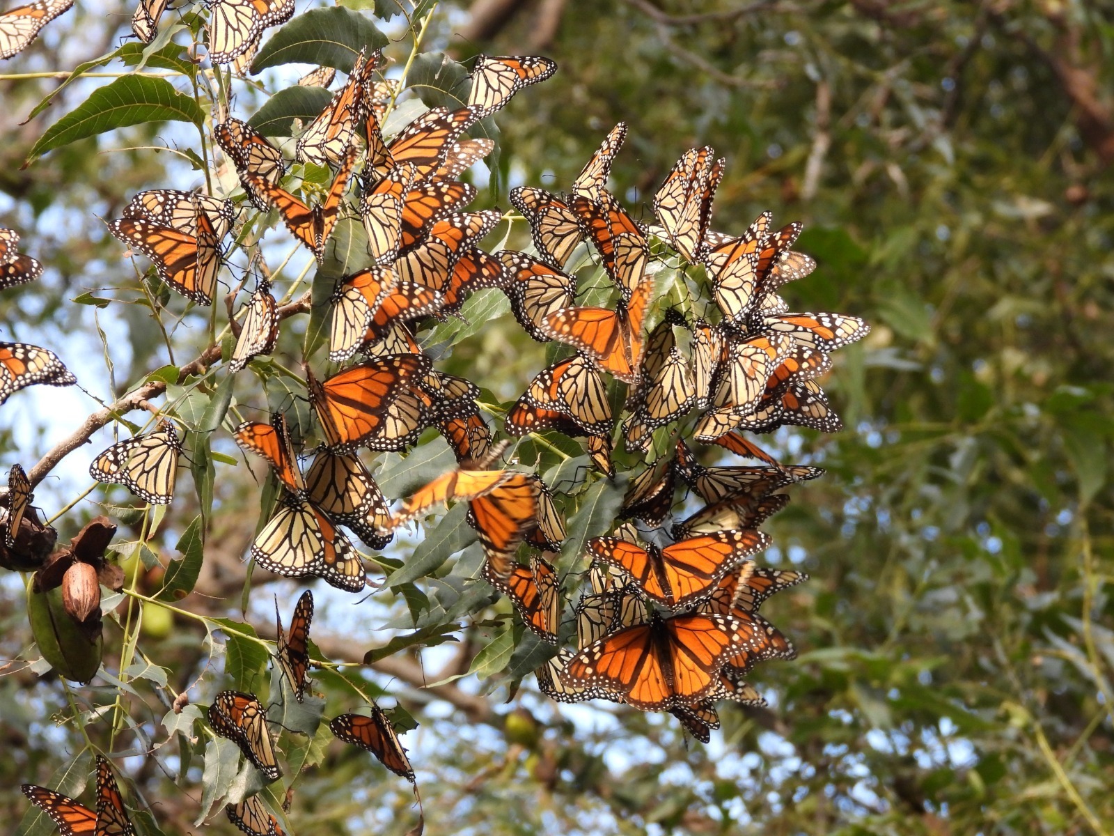 Foto: Pedro Dávila