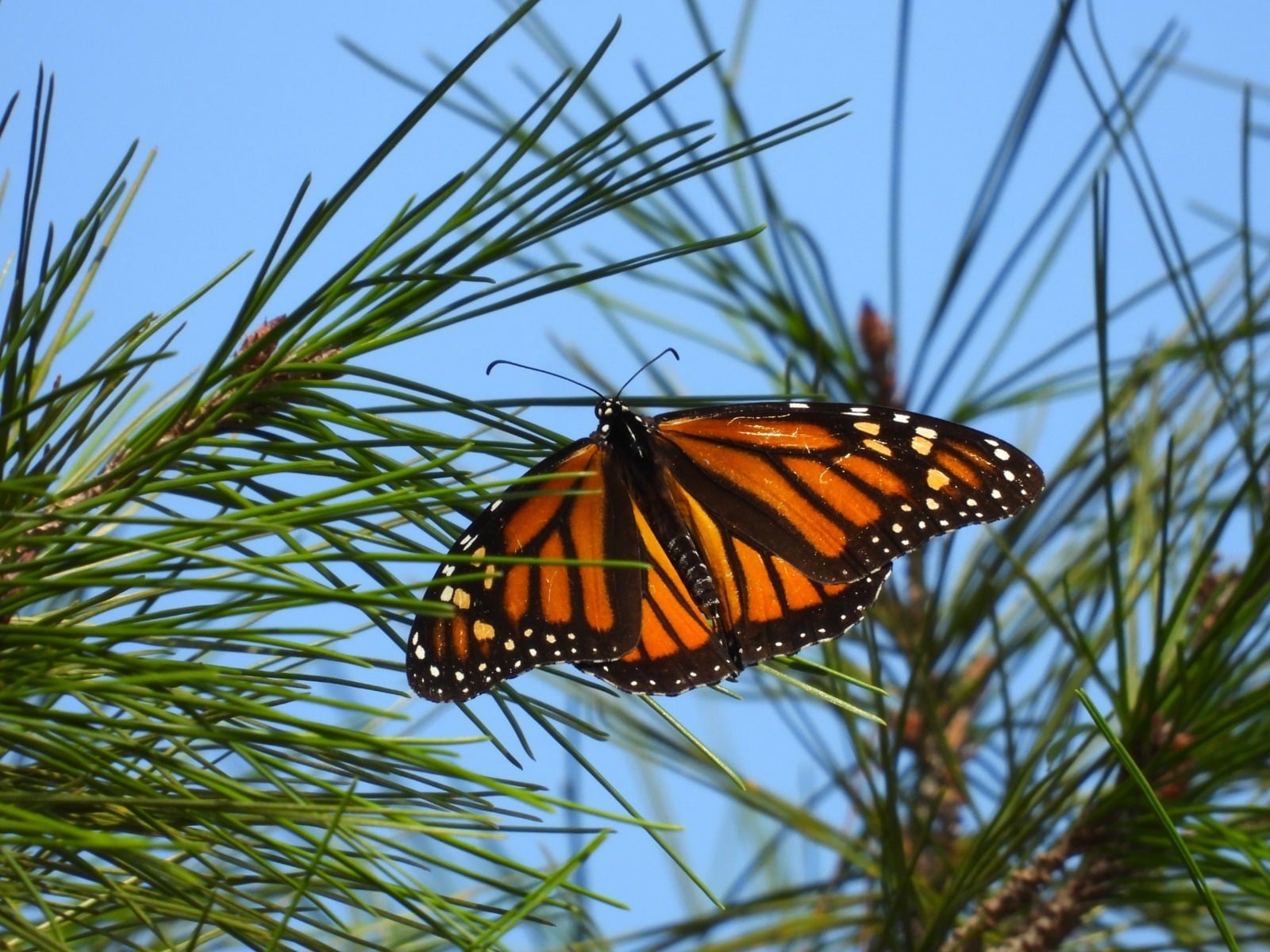 Mariposa Monarca