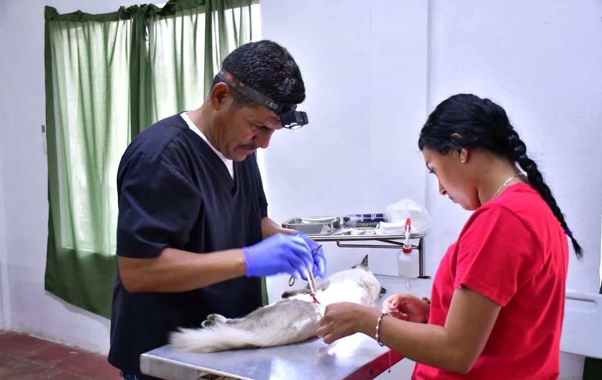 Esterilizan a 83 mascotas en jornada realizada en Nava