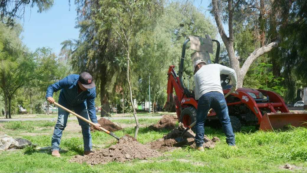 Suma el Bosque Venustiano Carranza 300 árboles más y refuerza su reforestación