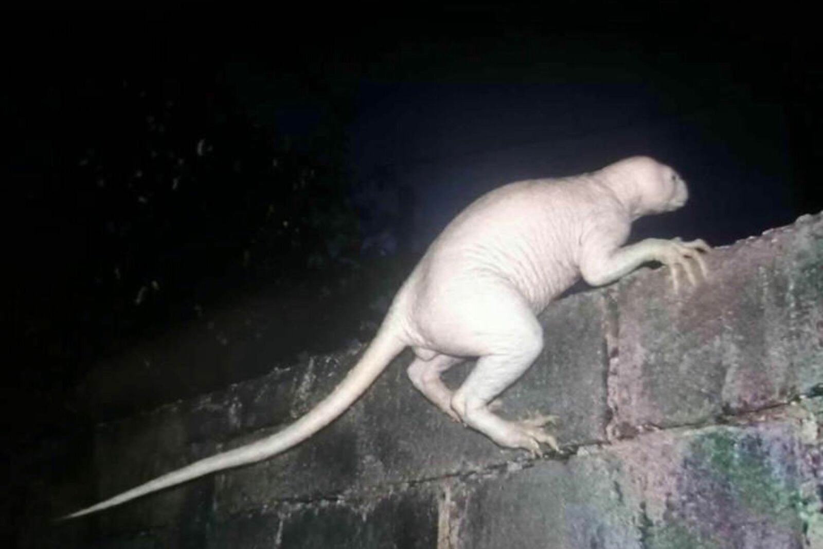 Jaime Maussan presenta videos de una extraña criatura captada en el Valle de Juárez