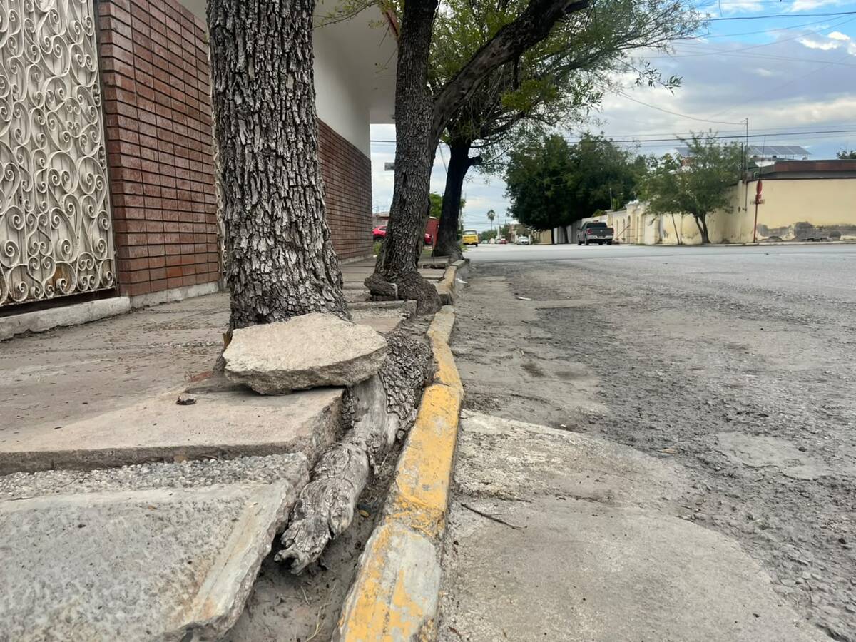 Raíces de árboles deforman banquetas en Monclova