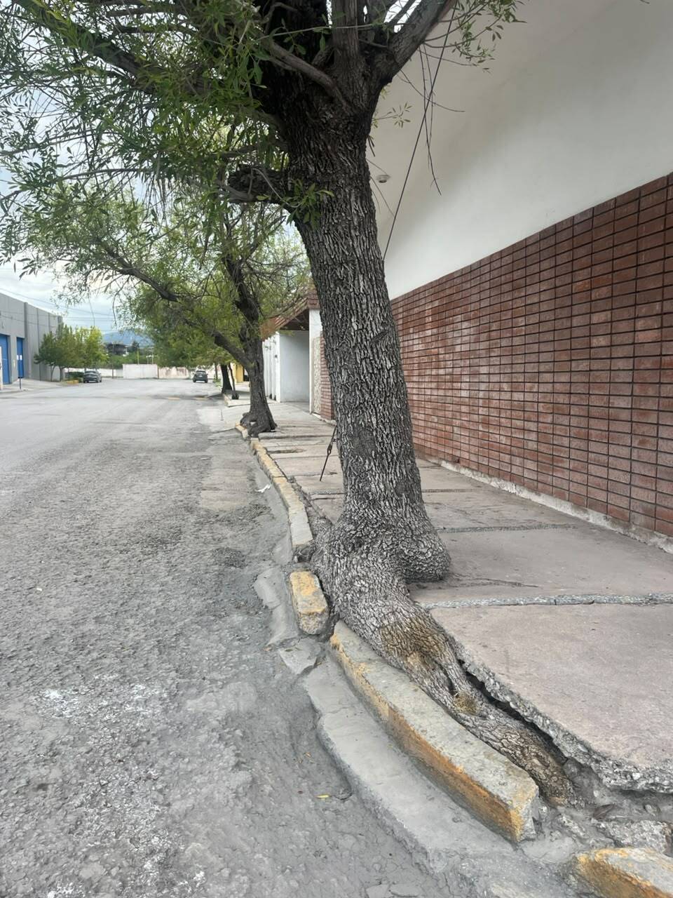 árboles