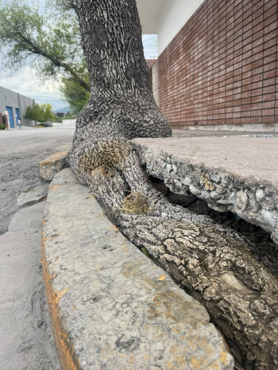 árboles