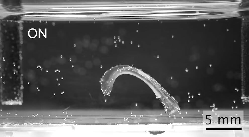 Crean robots con músculo vivo capaces de nadar, saltar y agarrar objetos