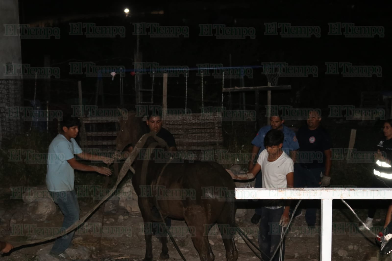 Rescatan a yegua atrapada en una fosa séptica en la colonia 21 de Marzo