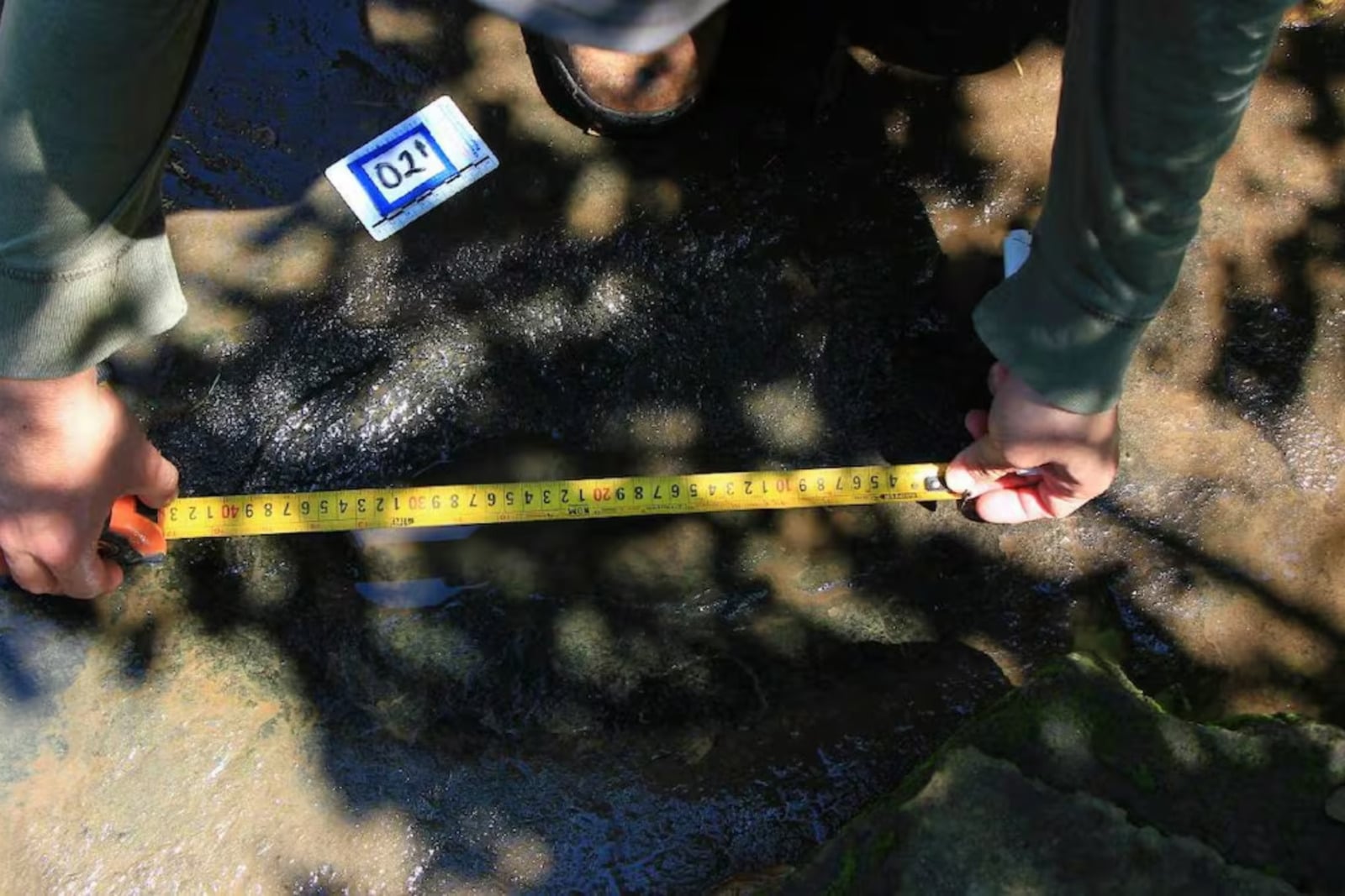 INAH confirma hallazgo de 50 huellas de dinosaurio de hace 65 millones de años en Michoacán