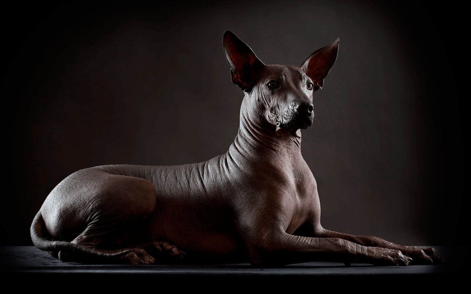 Xoloitzcuintle celebra su primer Día Nacional en México