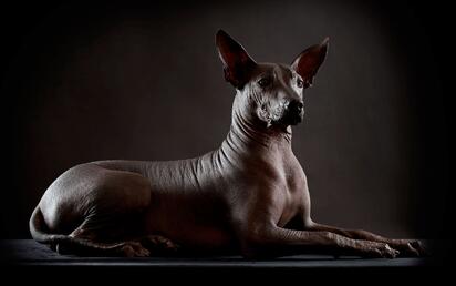virales Xoloitzcuintle celebra su primer Día Nacional en México