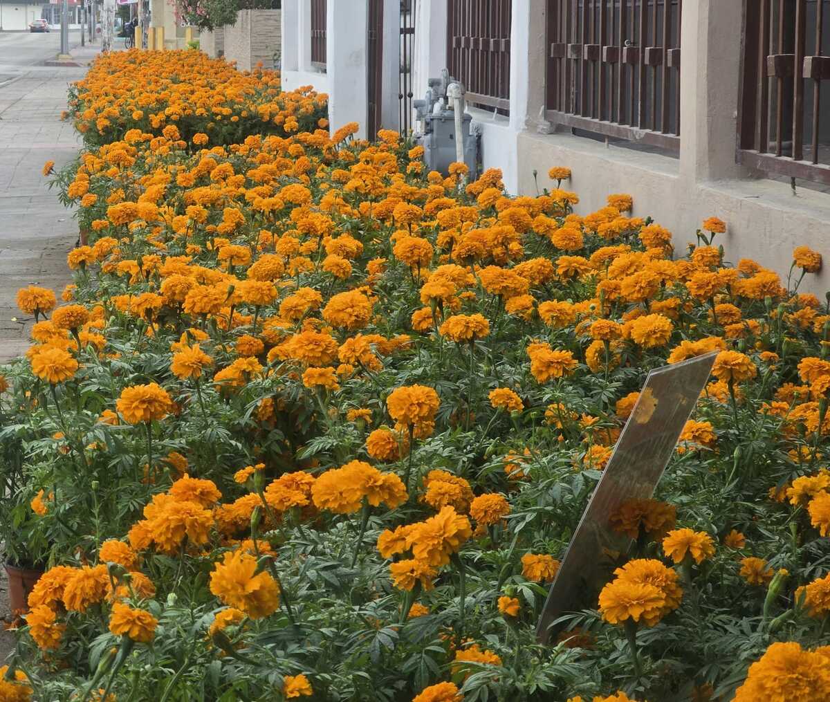 Floristas de Piedras Negras esperan repunte de ventas por Día de Muertos; mantienen precios del cempasúchil