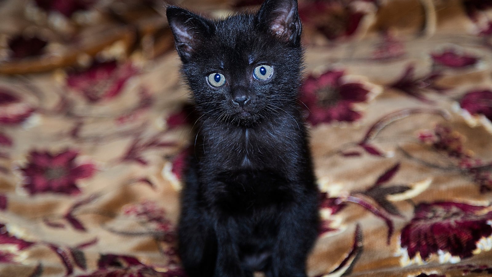 Día Mundial del Gato Negro