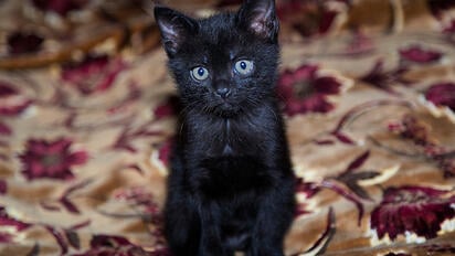 virales Día Mundial del Gato Negro