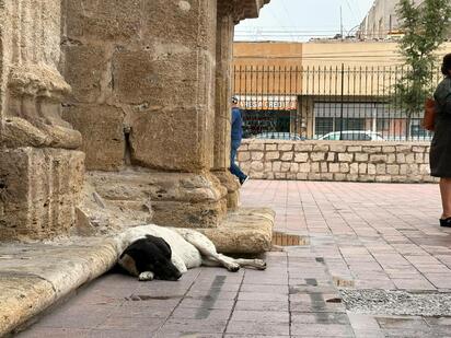 Fundación Milma invita a recordar a perros y gatos con fotografías y donaciones de croquetas para animales rescatados.  Con un altar dedicado a perros y gatos