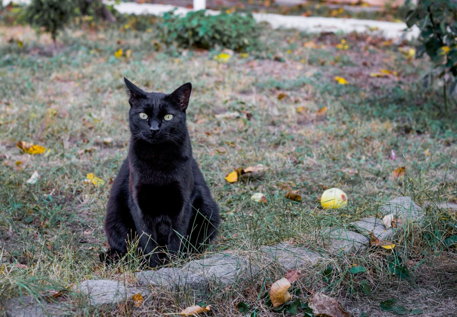 Gatitos y perros negros corren riesgo en Halloween 