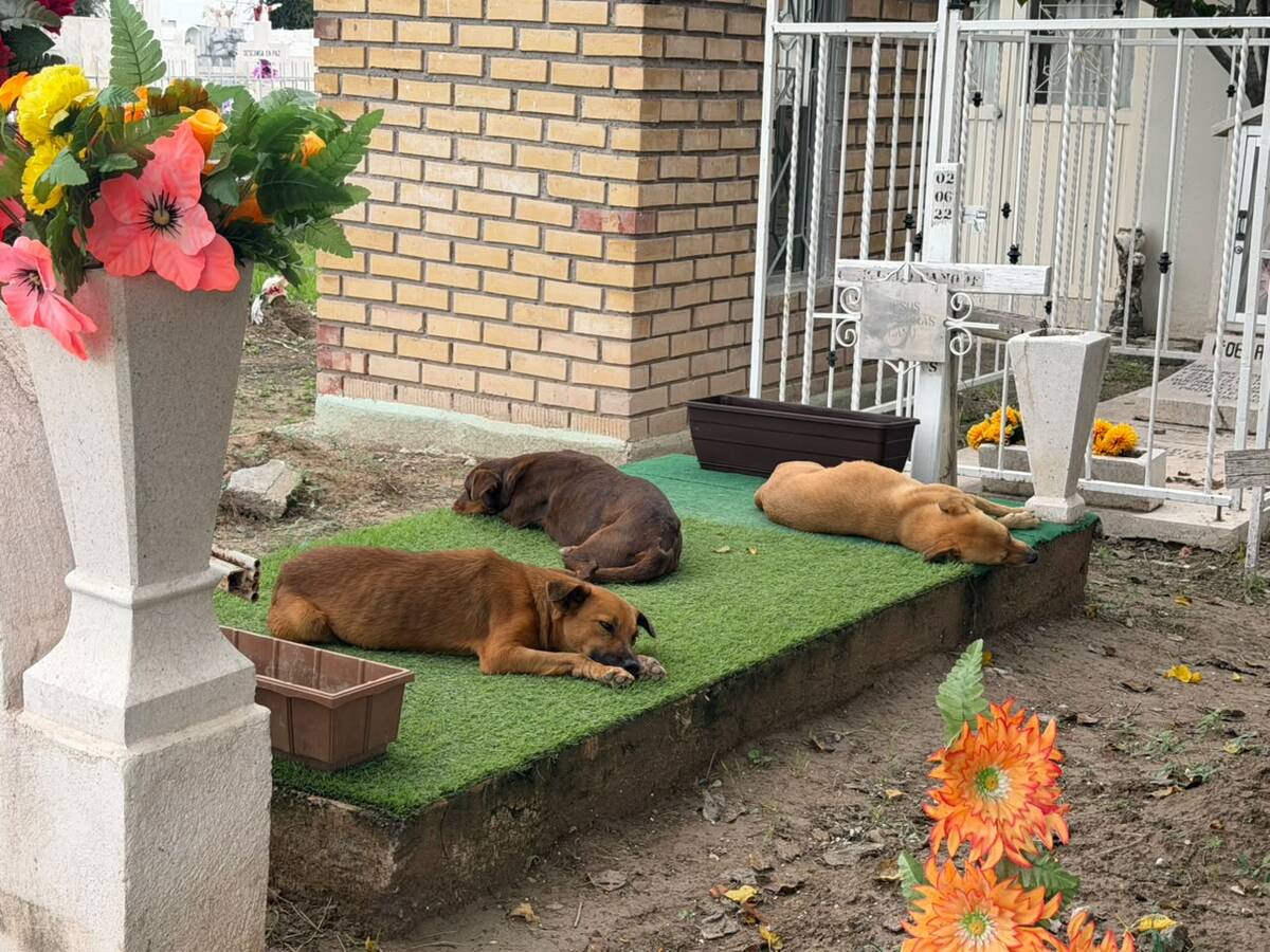 Los guardianes del cementerio, los perritos que encontraron un hogar entre las tumbas de Monclova