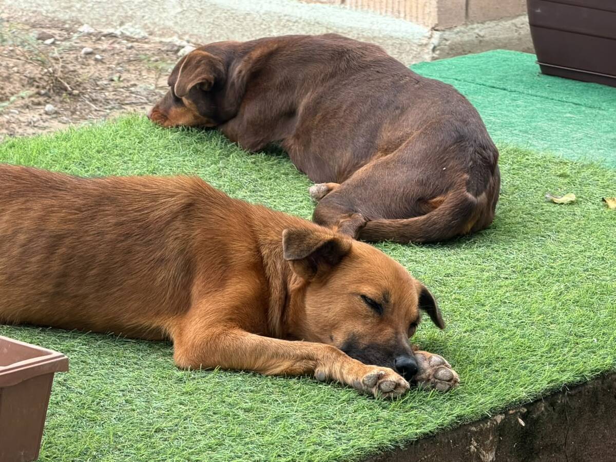 perritos