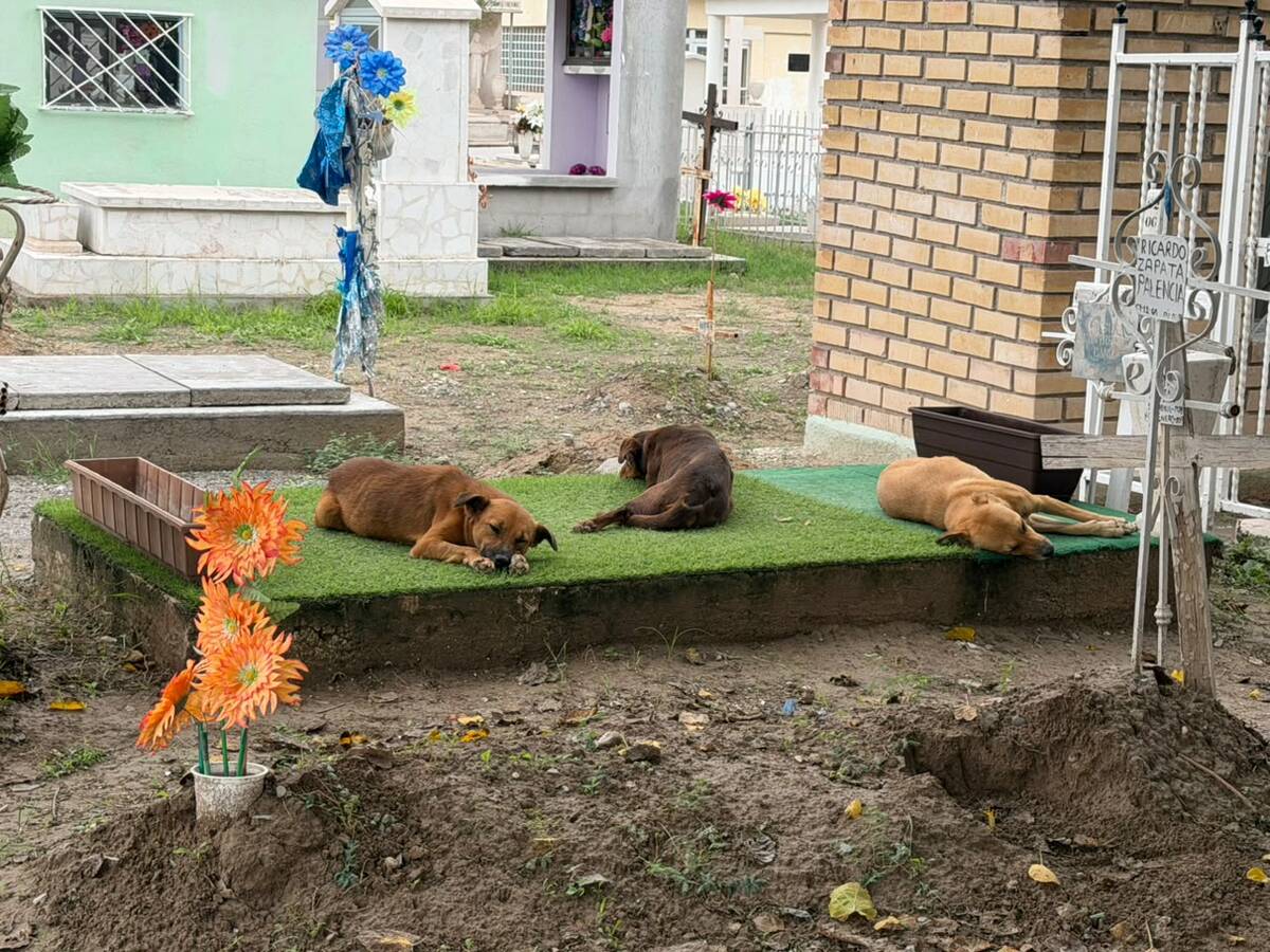 perritos