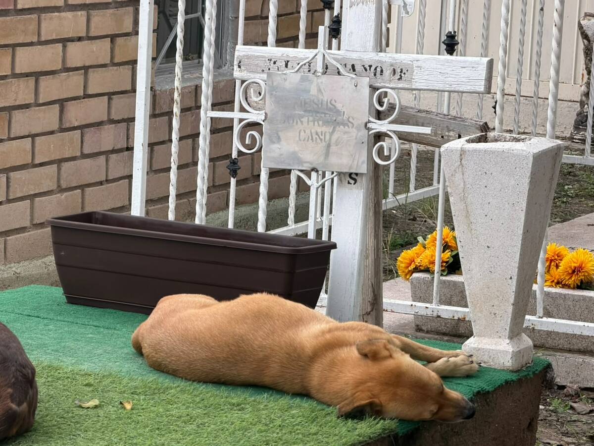 perritos
