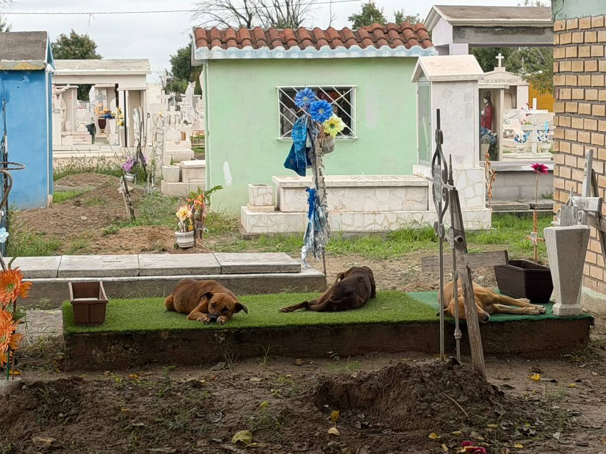 perritos