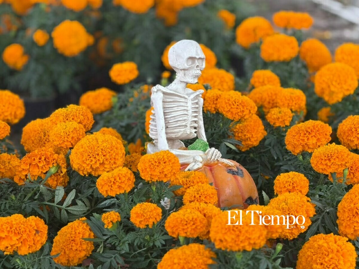 Flor de cempasúchil