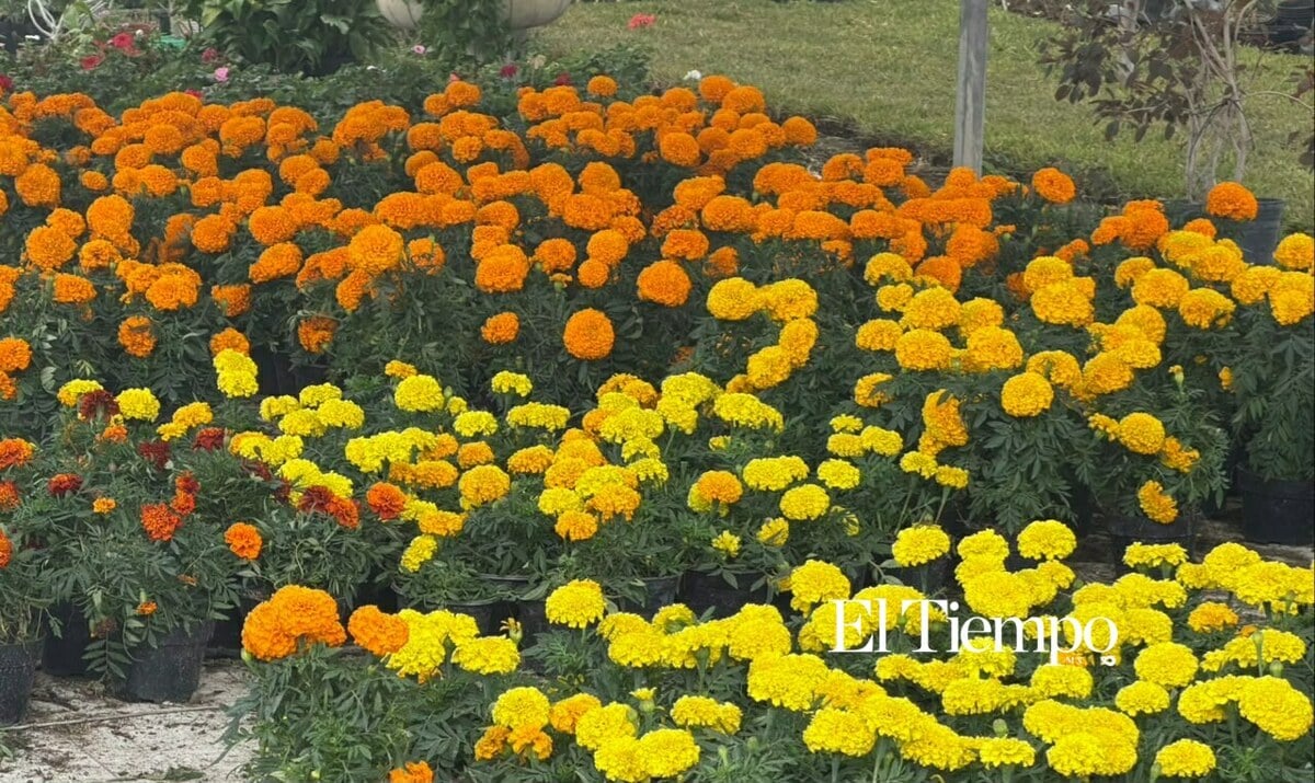 Flor de cempasúchil